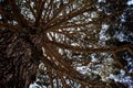 Under the shade of a big tall large robust ancient tree with sky background. Old forest area. Natural beautiful environment. Sceni