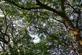 Under the shade of many branches of big and tall tree Royalty Free Stock Photo