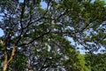 Under the shade of many branches of big and tall tree Royalty Free Stock Photo