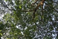 Under the shade of many branches of big and tall tree Royalty Free Stock Photo