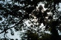 Under the shade of many branches of big and tall tree Royalty Free Stock Photo