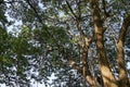 Under the shade of many branches of big and tall tree Royalty Free Stock Photo