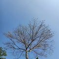 Under the shade of a melodious tree that sheds his leaves during the dry season