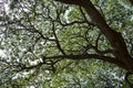 Under the shade of the Rain tree Royalty Free Stock Photo