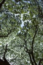 Under the shade of the Rain tree Royalty Free Stock Photo