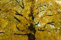 Under the shade of tall trees in autumn, Switzerland