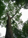 Under the shade of tall trees in tropical/Green leaf tree background Royalty Free Stock Photo