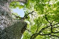 Under the shade of tall trees