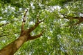 Under the shade of a tree Cover the sky Royalty Free Stock Photo