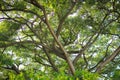Under the shade trees, branches and leaves. Landscape with fresh green leaves. Looking up under tree. Royalty Free Stock Photo