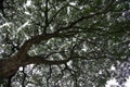 Under the shade of tropical trees Royalty Free Stock Photo