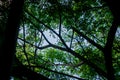 Under the shady big green tree Royalty Free Stock Photo