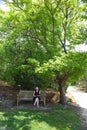 Woman under shady tree in park at hot day in summer Royalty Free Stock Photo