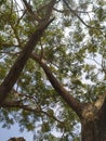 Under a shady tree