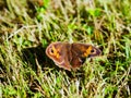 brown butterfly lying on the grass Royalty Free Stock Photo