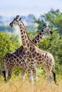 Under a shining sun two Rothschild Giraffes (Giraffa camelopardalis) stand at a tree with the crossed long necks. Royalty Free Stock Photo