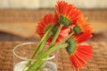 Under side of Fall flowers Gerbera in a glass vase. Royalty Free Stock Photo