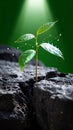 Hope and Growth - A Resilient Plant Breaking Through Rock Royalty Free Stock Photo