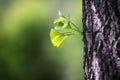 Ginkgo leaves in April spring light.