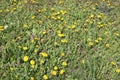 Lots of bright cheerful dandelions Royalty Free Stock Photo