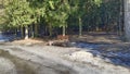 Under the spruce trees in the city park there is a wooden bench and a concrete trashcan. Nearby is a pedestrian walkway covered wi Royalty Free Stock Photo