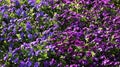 Purple pansies bloom brilliantly