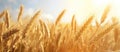 Lush golden wheat fields swaying in the wind during the day with a clear sky Royalty Free Stock Photo
