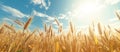 Lush golden wheat fields swaying in the wind during the day with a clear sky Royalty Free Stock Photo