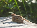 Sparrow basking in the sun Royalty Free Stock Photo