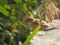 Sparrow basking in the sun Royalty Free Stock Photo