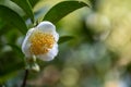 Under the sun, Tea flowers with white petals and yellow flower cores are in the wild tea forest