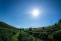 Under the sunlight Females havest the tea on Tea Farm