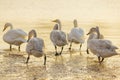 Under the winter sunset, swans play while foraging in the golden river. Royalty Free Stock Photo