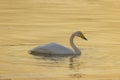 Under the winter sunset, swans play while foraging in the golden river. Royalty Free Stock Photo