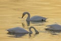 Under the winter sunset, swans play while foraging in the golden river. Royalty Free Stock Photo