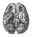 Under Surface of the Brain. Anatomy education concept - View from below of the brain and brainstem.