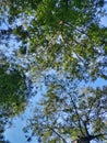 Under the tree. Bottom upward view of beautiful lush fresh green birch tree forest canopy treetop and bright colorful sun shining Royalty Free Stock Photo