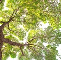 Under tree branch with green leaf view Royalty Free Stock Photo