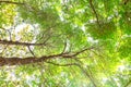 Under tree branch with green leaf view Royalty Free Stock Photo