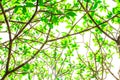 Under tree branch with green leaf view Royalty Free Stock Photo