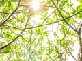 Under tree branch with green leaf view Royalty Free Stock Photo