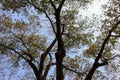 Under the tree with branch and green leaves Royalty Free Stock Photo