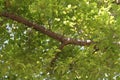 Under Tree Branches Full of Leaves