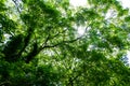 Under the tree shade Royalty Free Stock Photo