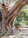 Under The Tree a temple Royalty Free Stock Photo