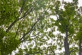 Under tree tops and cloudy skies Plitvice Lakes National Park Royalty Free Stock Photo