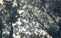 Under tree tops and cloudy skies Plitvice Lakes National Park Royalty Free Stock Photo