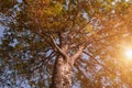 Under tree view picture and show tree branch Royalty Free Stock Photo