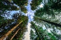 Under the Treee Canopy, Hoh Rain Forest in Olympic National Park Royalty Free Stock Photo