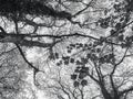 Under the trees view branch leaves forest monochorme